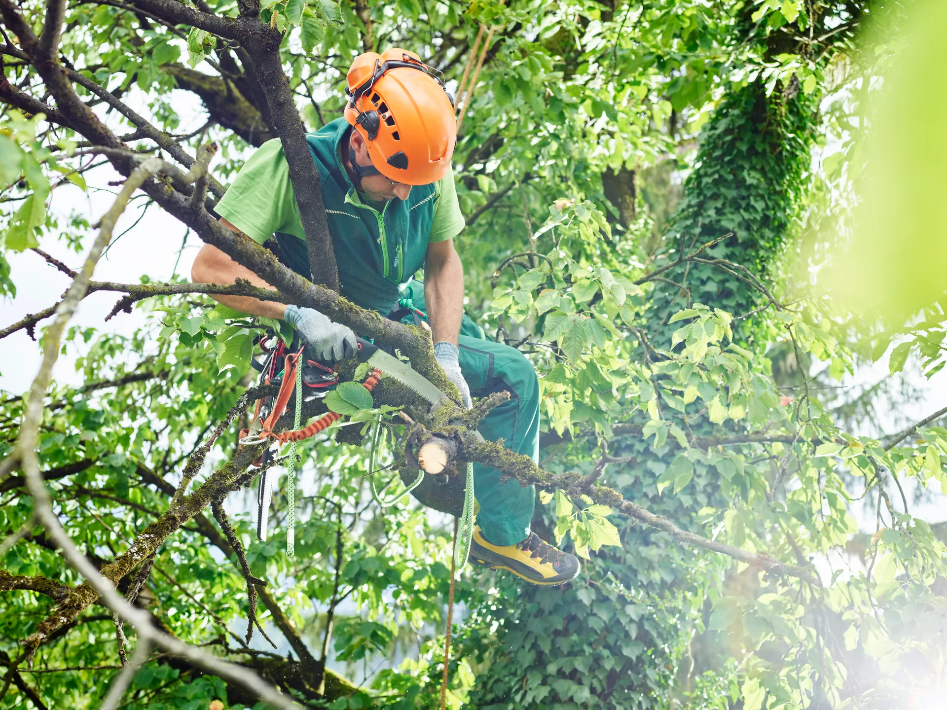 Tree work, pruning and garden cutting